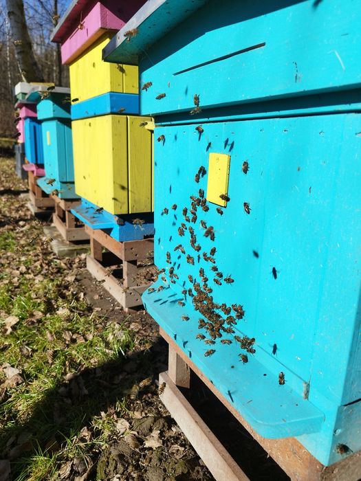 Rodziny pszczele wraz z ulami