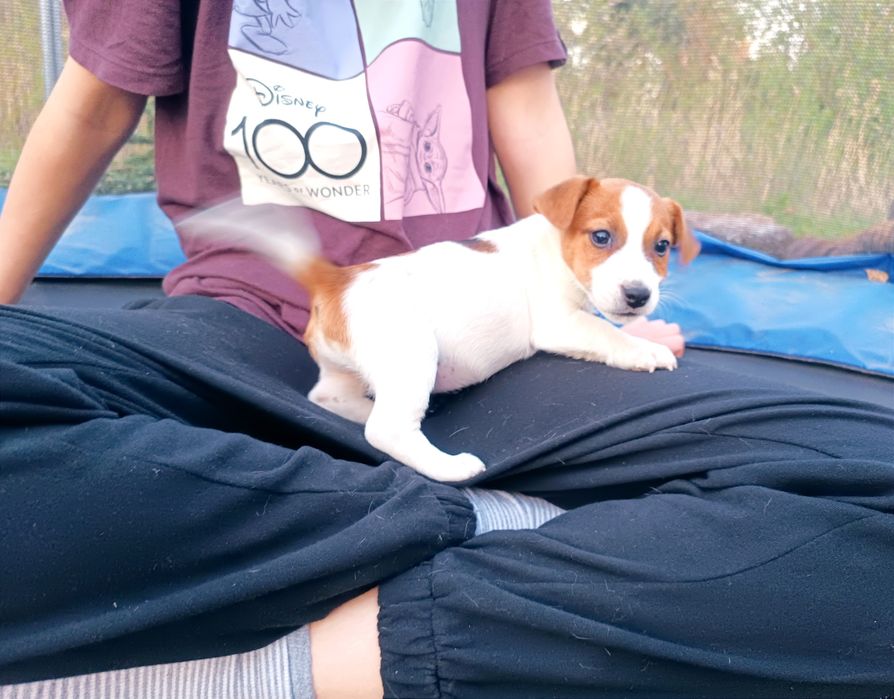 Jack Russell Terrier gładkowłosy ZKwP FCI