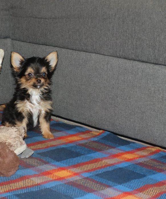Chihuahua super przystojniak