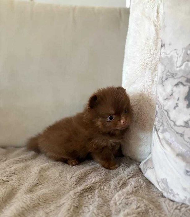 Cachorro macho de Lulu da Pomerânia