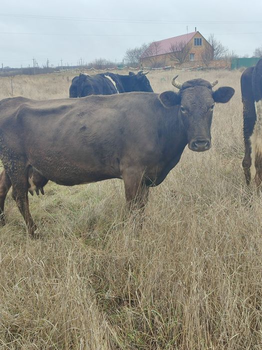 Корова продається