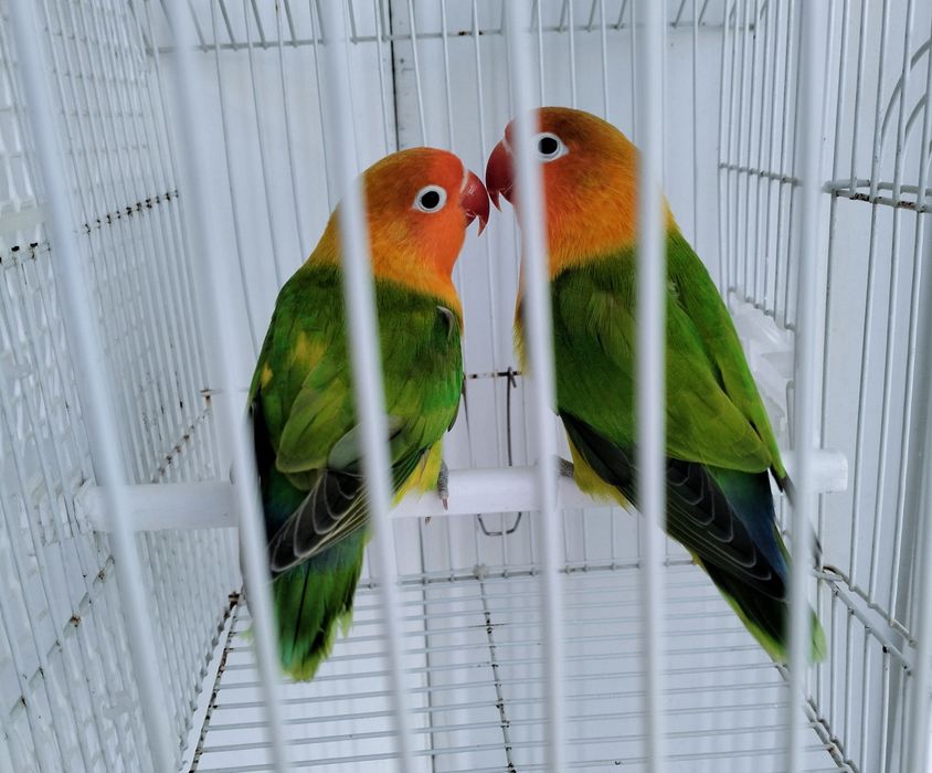 Casal de Fischeris
