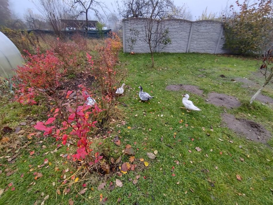 Perliczki  Sprzedam Kaczki francuskie