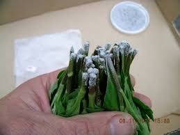 25 грам! Укорінювач РІЗОПОН 0,5%, 1% та 2% НА ВАГУ 25/50/100 грам