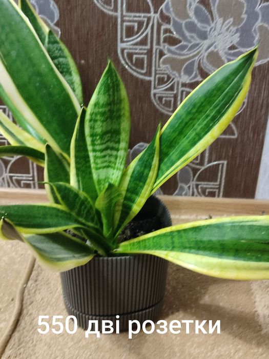 Вазони ціни на фото