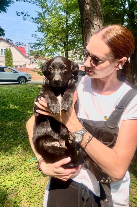 Щеня невеликий буде хлопчик