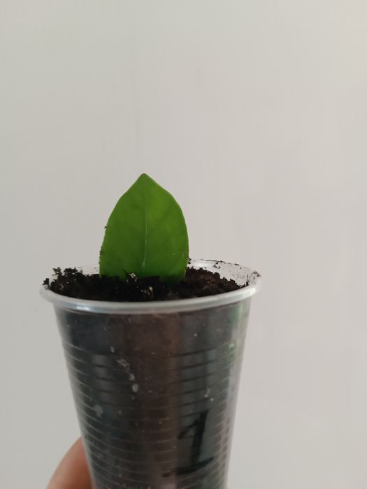 Замиакулькас звычайний ,Замиакулькас  Блек Равен