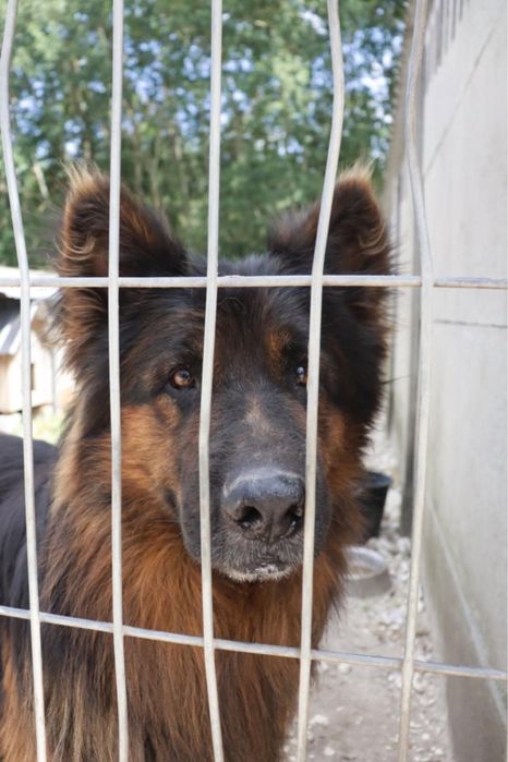 Piekny owczarek niemiecki PILNY DOM