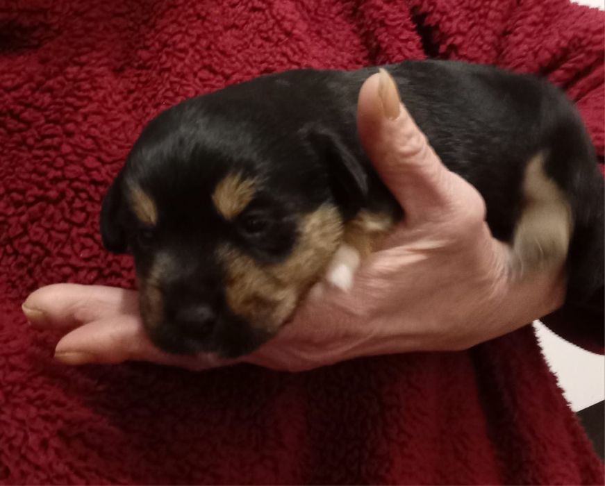 Sunie szukają odpowiedzialnych domów