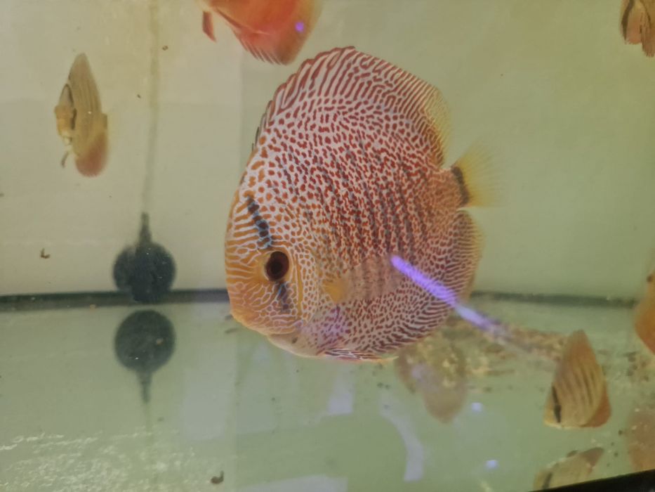 Discus Super Pantera