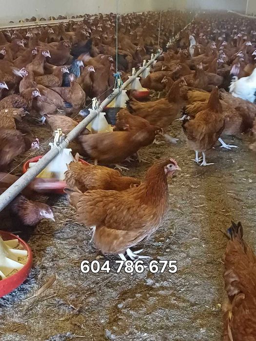 Kurczęta, Kury nioski, kurczęta od 12 do 20 tyg