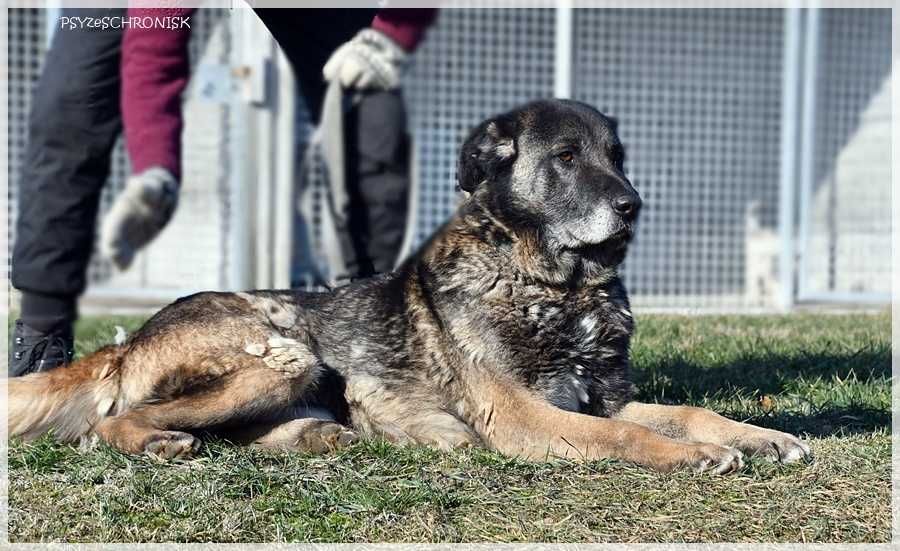 Haps – wielkopies z charakterem – lubi ludzi, potrzebuje przestrzeni