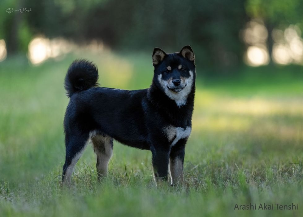 Shiba Inu czarny podpalany śliczny chłopiec