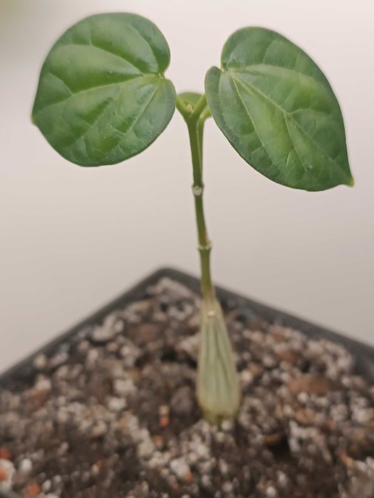 Gonolobus cyclophyllus