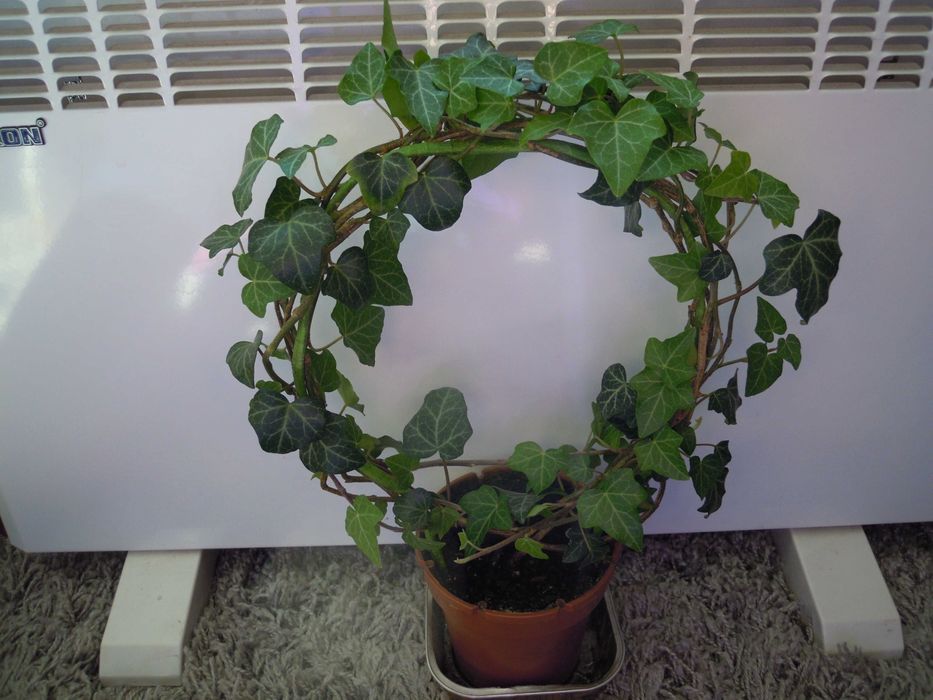 Плющ  вечнозеленый. Отростки. Цветы в Офис. Дизайн.