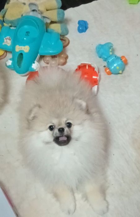 Класна помераночка