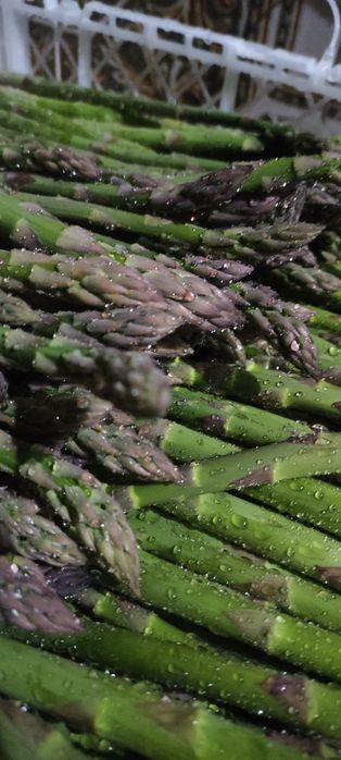 Espargos verdes e roxos