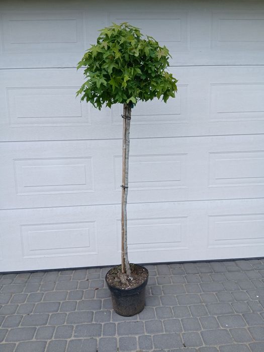 Tuja formowana spirala 190cm
