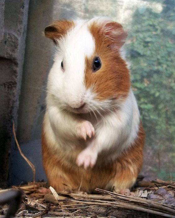 Морська свинка або мурчак