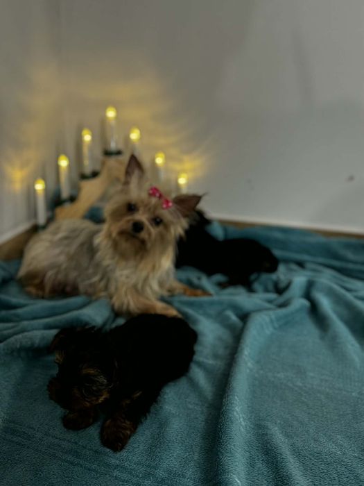 Piesek Yorkshire terrier