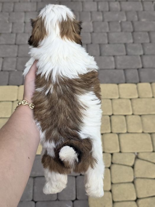 Sliczna suczka shih tzu