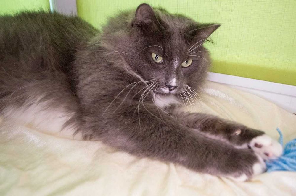 Срочно.бесплатно,шикарный котейка Тимоша,3 года!!