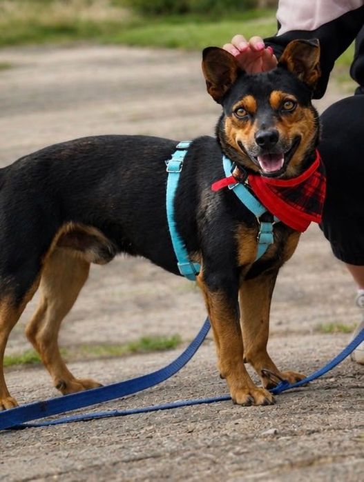 Mały Roki poleca się do adopcji!!!