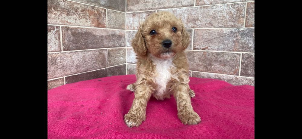 Maltipoo - piesek