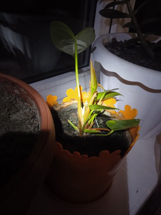 Продам Антуріум,Драцена,Алоє.