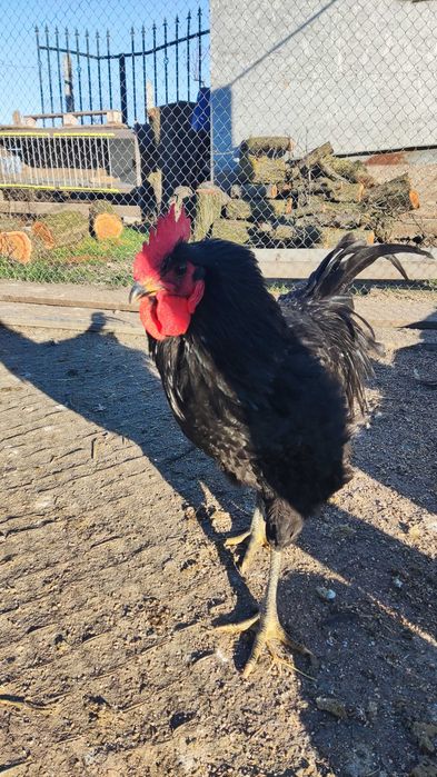 Петухи Брама и Джерсиец