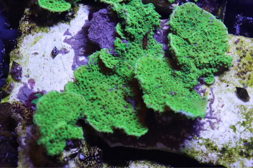 6 Montipota Toxic Green Morskie FLUOLAMPS WYSYLKI