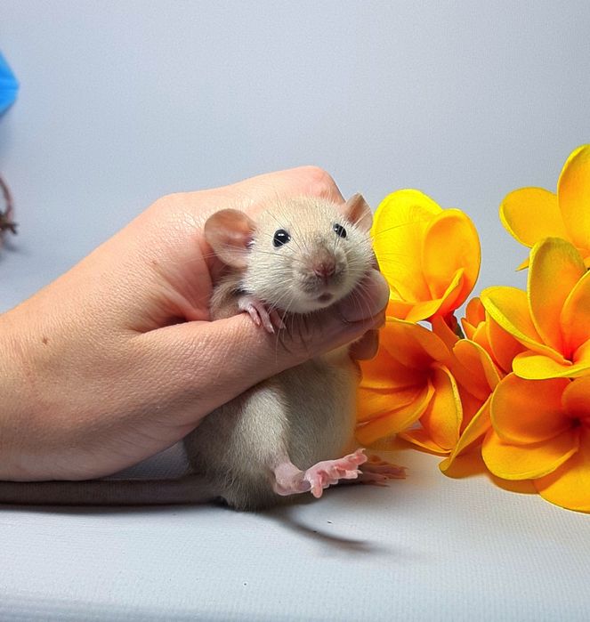 Крыска Дамбо,крысы,крыса,щур,щурик,пацюк,пацюки,пацючата