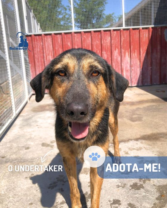 Undertacker - cao jovem porte grande