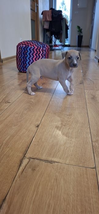 Chart angielski whippet piesek