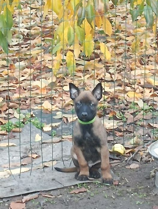 Малинуа Найкращі цуценя бельгійскої вівчарки