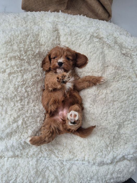 Cavapoo F1 Cavalier - Pudel
