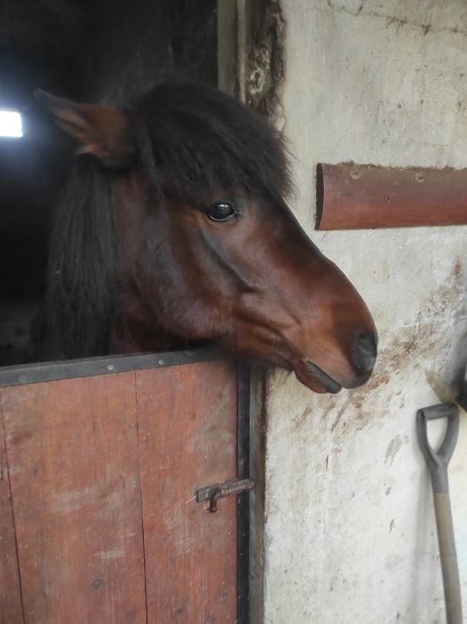 Cavalo Macho de 5 anos da raça Garrano
