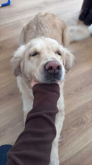 Pet sitting- Alverca do Ribatejo