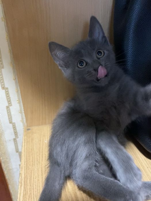 Домашні Котенята