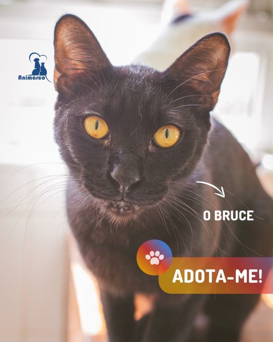 Bruce gato jovem para adoção