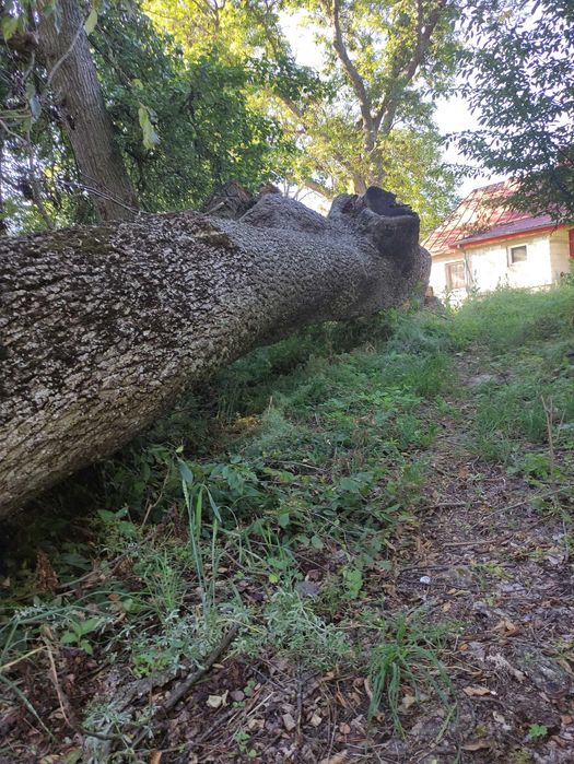 Drzewo jesion materiałowy