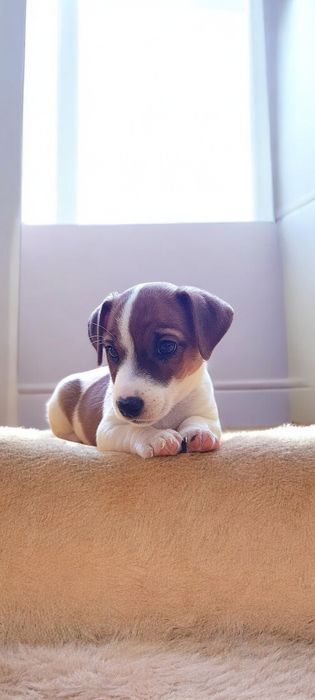 Шикарні  малюки !