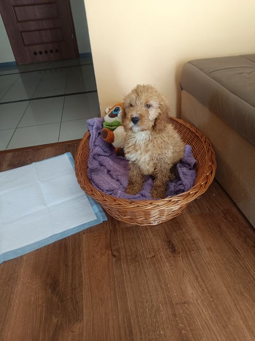 Pudel miniaturowy - Cocker spaniel -Cockapoo