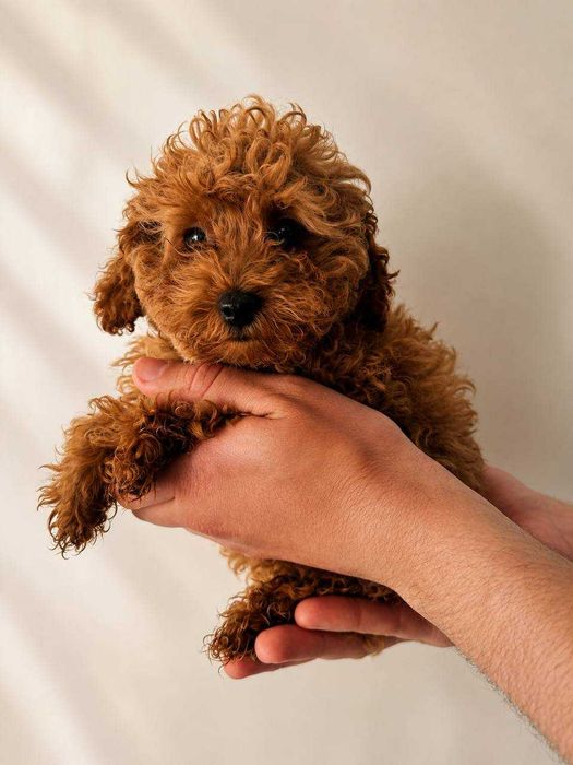 (!) Caniche Toy Mini Menino Disponível