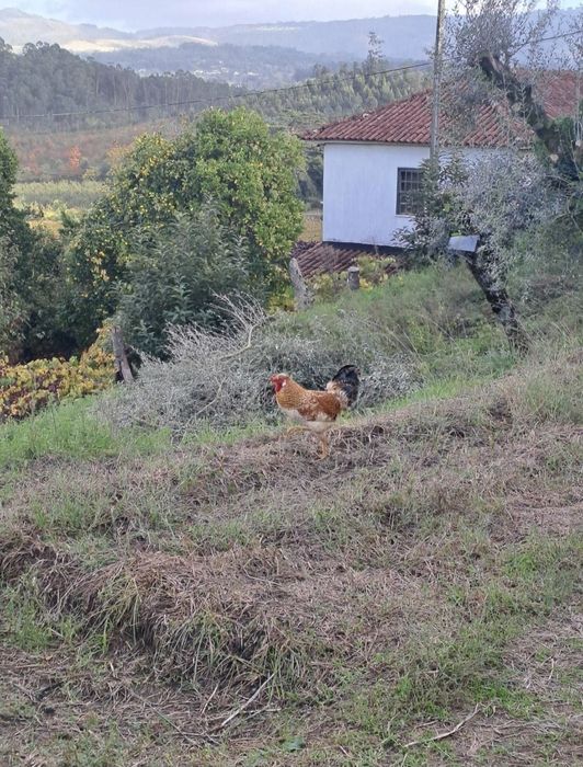 Garnizos caseiros