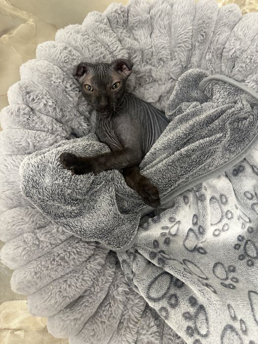 Украінський левкой вʼязка