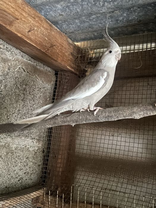 Varios caturras, incluindo casais