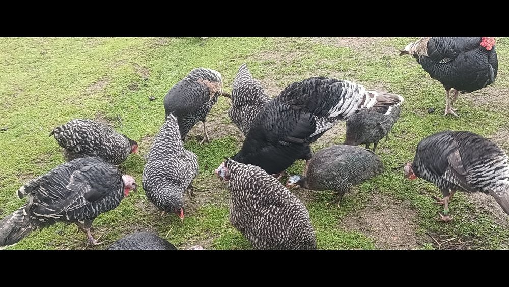 Ovos galados para incubação