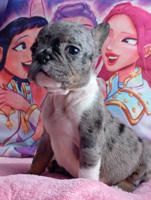 Девочка мерлешечка