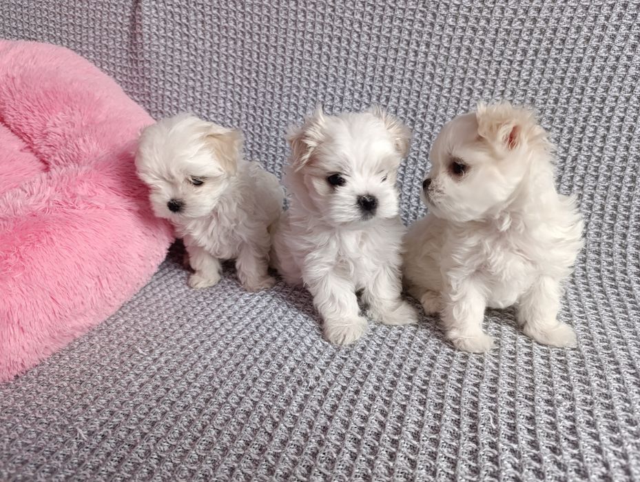 Мальтезе дівчатка та хлопчики